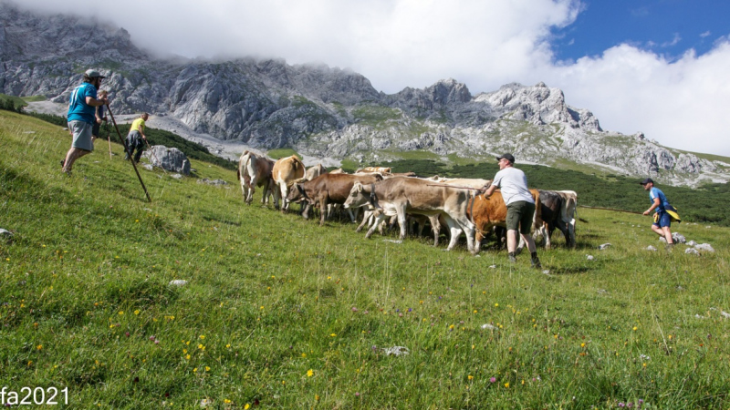 Hochfeldernalm – Das Almvieh zieht ins Felderertal
