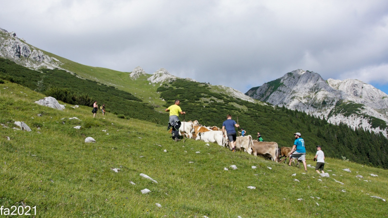 Hochfeldernalm – Das Almvieh zieht ins Felderertal