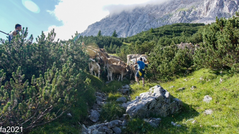 Hochfeldernalm – Das Almvieh zieht ins Felderertal