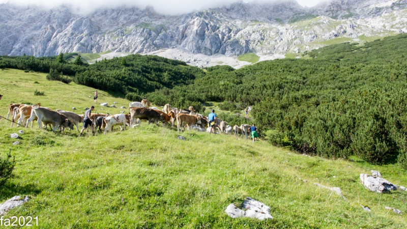 Hochfeldernalm – Das Almvieh zieht ins Felderertal
