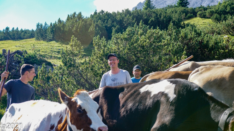 Hochfeldernalm – Das Almvieh zieht ins Felderertal