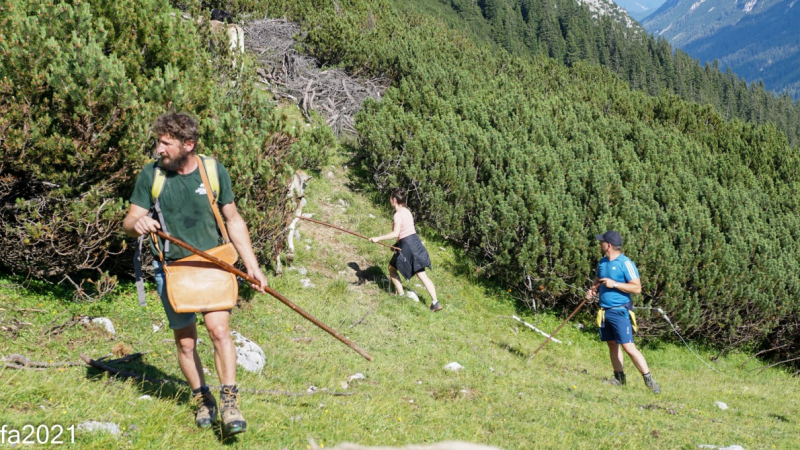 Hochfeldernalm – Das Almvieh zieht ins Felderertal