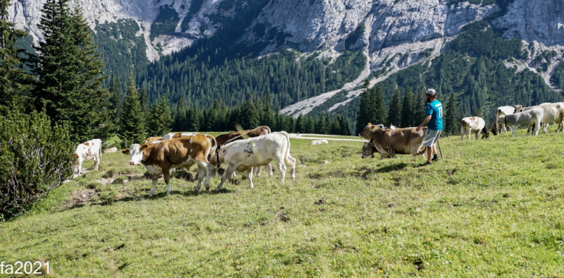 Hochfeldernalm – Das Almvieh zieht ins Felderertal