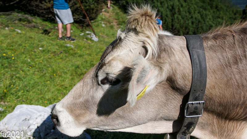 Hochfeldernalm – Das Almvieh zieht ins Felderertal