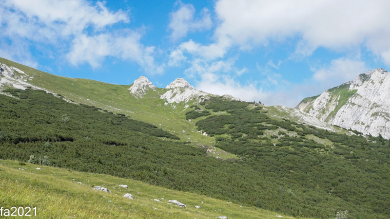 Hochfeldernalm – Das Almvieh zieht ins Felderertal