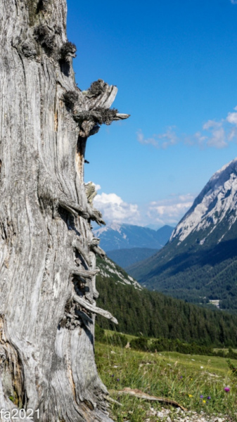 Hochfeldernalm – Das Almvieh zieht ins Felderertal