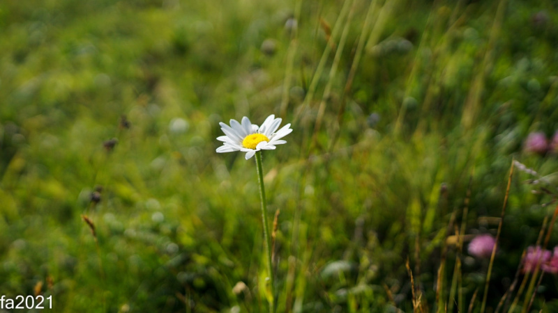 Hochfeldernalm – Das Almvieh zieht ins Felderertal