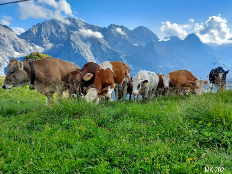 Hochfeldernalm – Das Almvieh zieht ins Felderertal