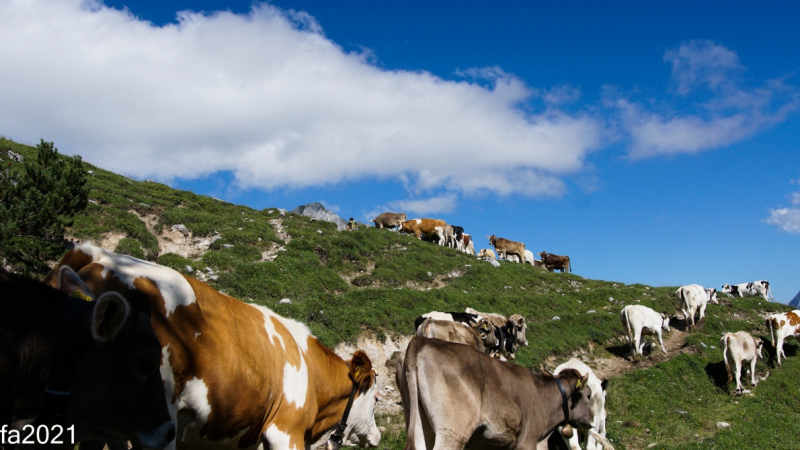 Hochfeldernalm – Das Almvieh zieht ins Felderertal
