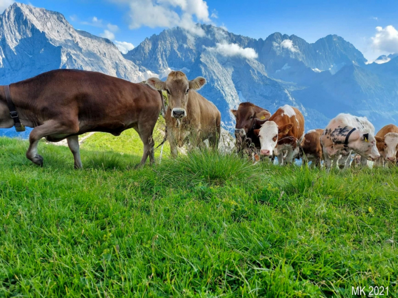 Hochfeldernalm – Das Almvieh zieht ins Felderertal