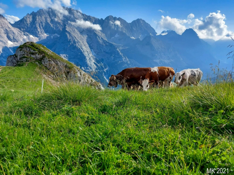 Hochfeldernalm – Das Almvieh zieht ins Felderertal