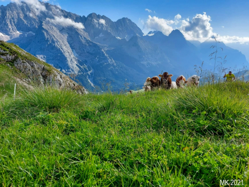 Hochfeldernalm – Das Almvieh zieht ins Felderertal