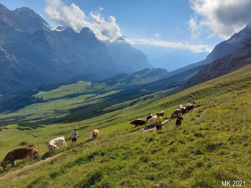 Hochfeldernalm – Das Almvieh zieht ins Felderertal