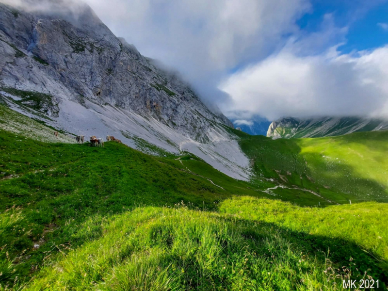 Hochfeldernalm – Das Almvieh zieht ins Felderertal