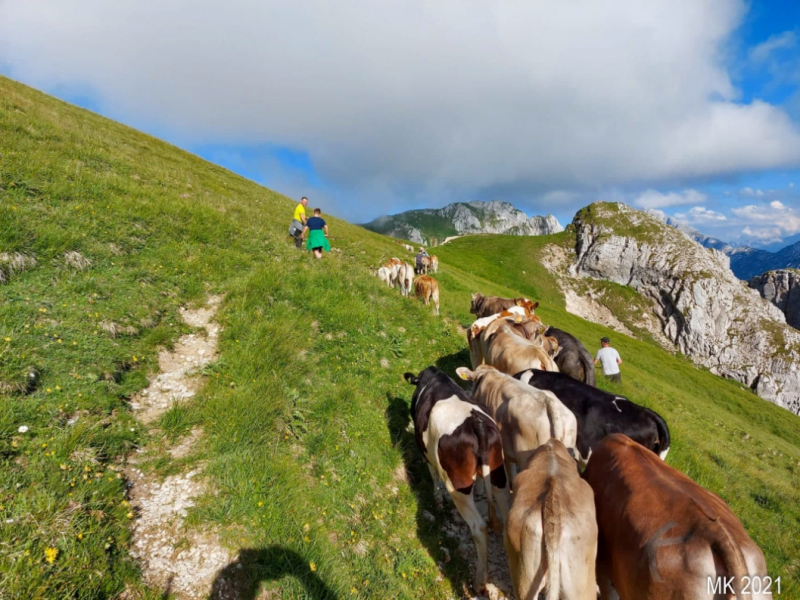 Hochfeldernalm – Das Almvieh zieht ins Felderertal