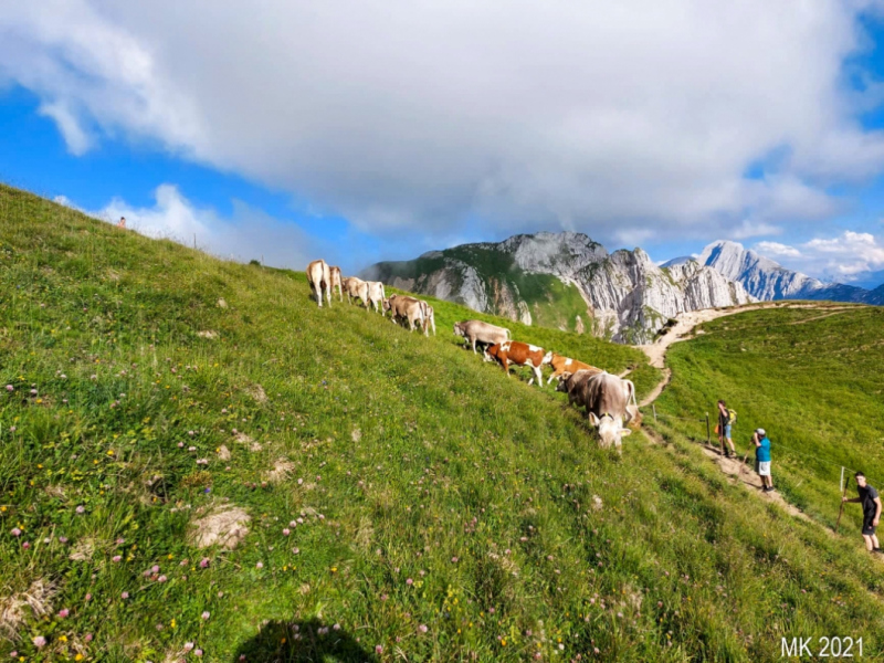 Hochfeldernalm – Das Almvieh zieht ins Felderertal