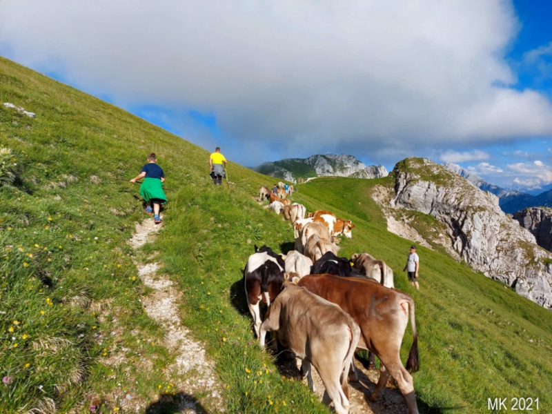 Hochfeldernalm – Das Almvieh zieht ins Felderertal