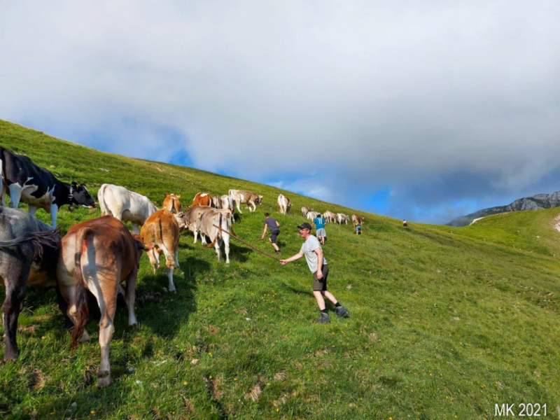 Hochfeldernalm – Das Almvieh zieht ins Felderertal