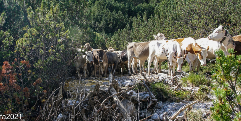 Hochfeldernalm – Das Almvieh zieht ins Felderertal