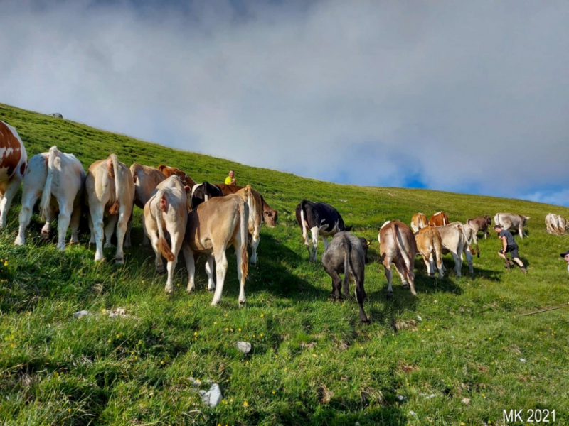 Hochfeldernalm – Das Almvieh zieht ins Felderertal