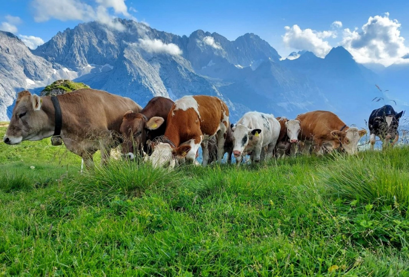 Hochfeldernalm – Das Almvieh zieht ins Felderertal