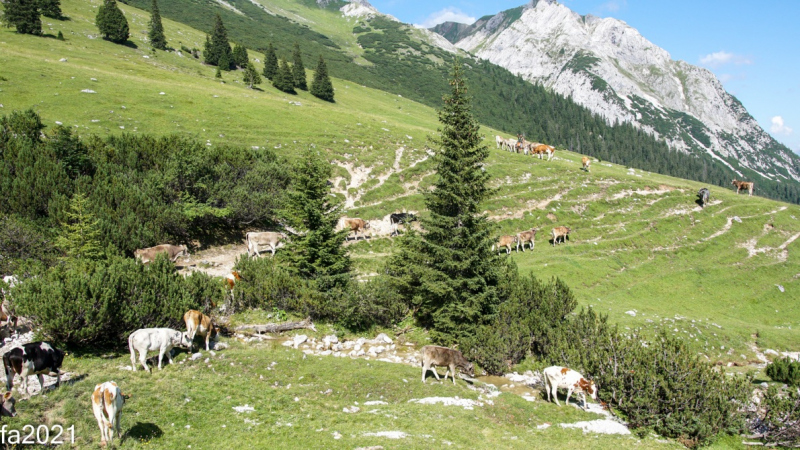 Hochfeldernalm – Das Almvieh zieht ins Felderertal
