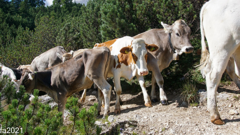 Hochfeldernalm – Das Almvieh zieht ins Felderertal