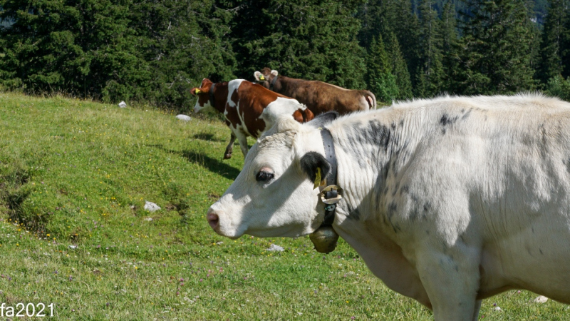 Hochfeldernalm – Das Almvieh zieht ins Felderertal