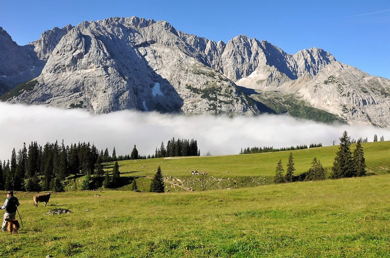 Hochfeldernalm im Juli 2013 – Viehauftrieb ins Felderer Tal