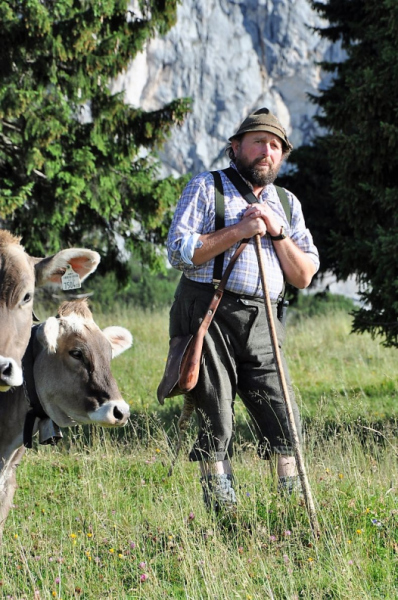 Hochfeldernalm im Juli 2013 – Viehauftrieb ins Felderer Tal