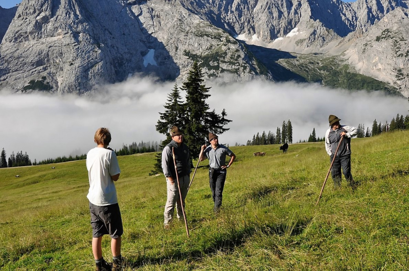 Hochfeldernalm im Juli 2013 – Viehauftrieb ins Felderer Tal