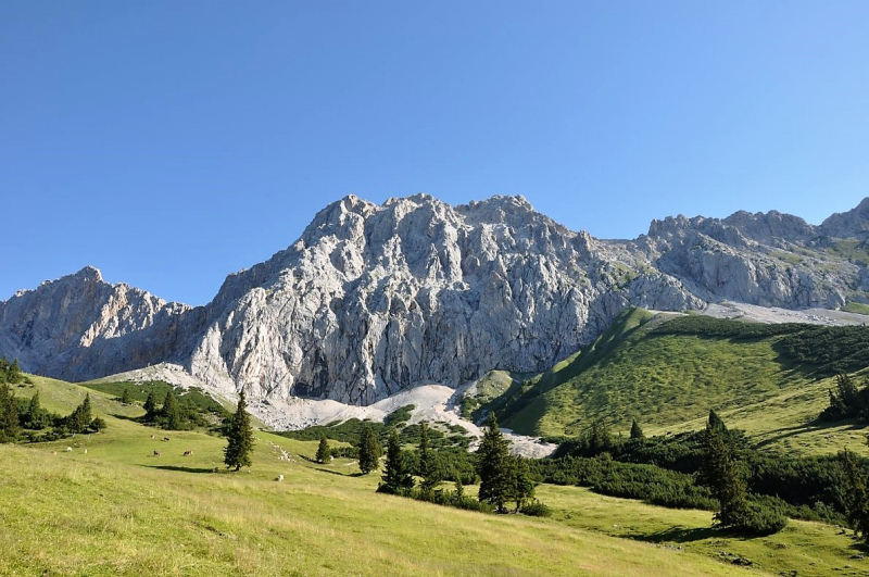 Hochfeldernalm im Juli 2013 – Viehauftrieb ins Felderer Tal
