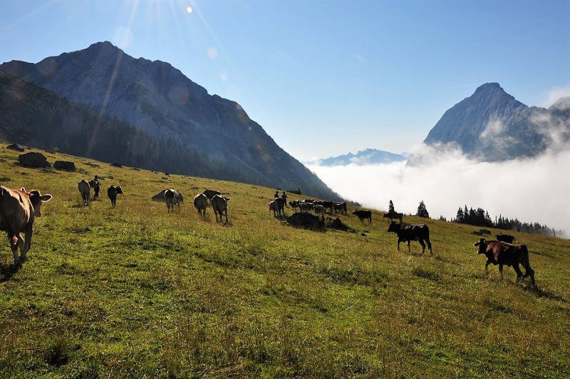 Hochfeldernalm im Juli 2013 – Viehauftrieb ins Felderer Tal