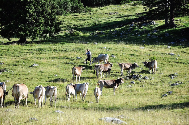 Hochfeldernalm im Juli 2013 – Viehauftrieb ins Felderer Tal