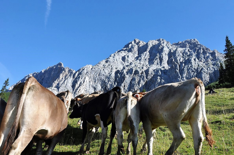 Hochfeldernalm im Juli 2013 – Viehauftrieb ins Felderer Tal