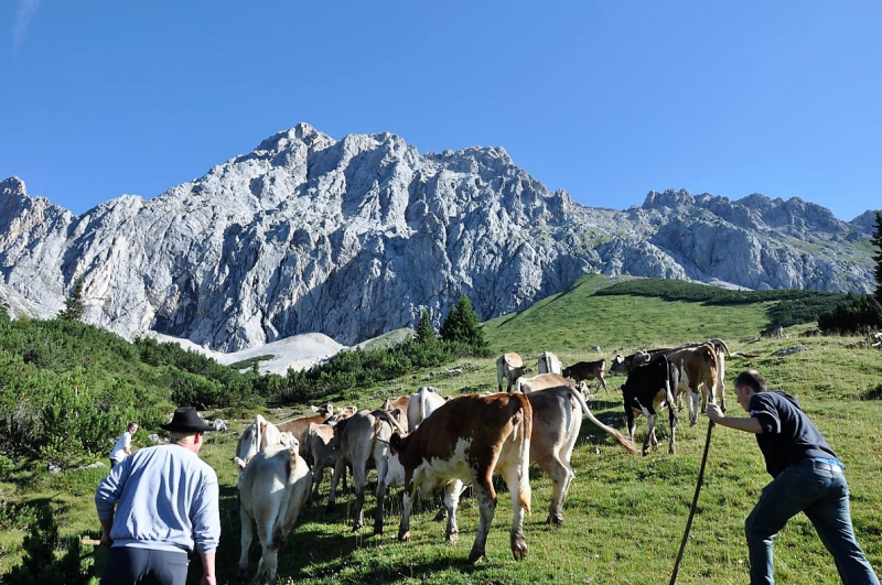 Hochfeldernalm im Juli 2013 – Viehauftrieb ins Felderer Tal