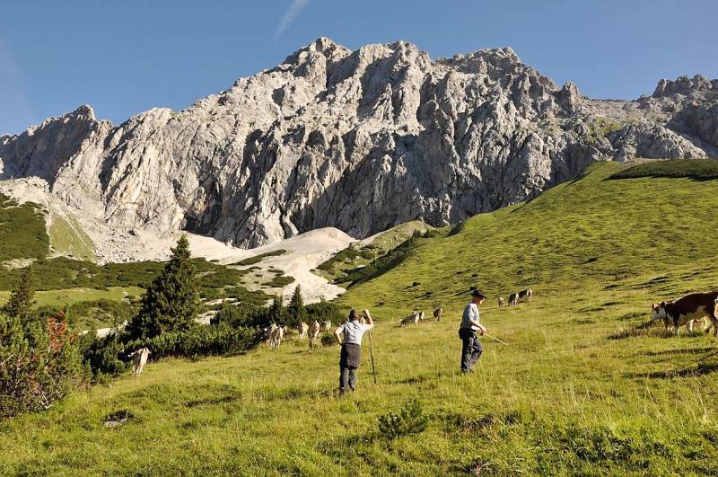 Hochfeldernalm im Juli 2013 – Viehauftrieb ins Felderer Tal
