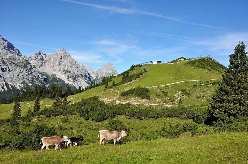 Hochfeldernalm im Juli 2013 – Viehauftrieb ins Felderer Tal
