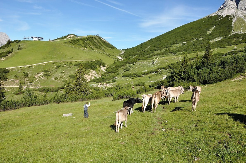 Hochfeldernalm im Juli 2013 – Viehauftrieb ins Felderer Tal
