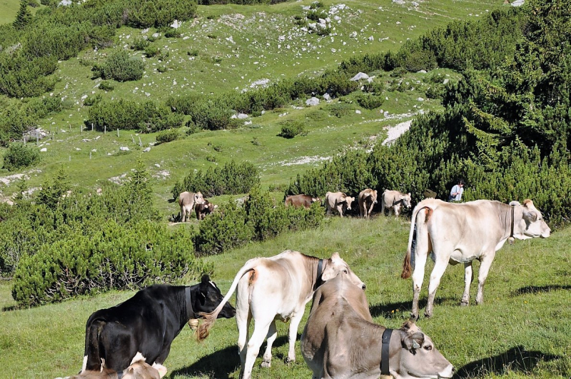 Hochfeldernalm im Juli 2013 – Viehauftrieb ins Felderer Tal