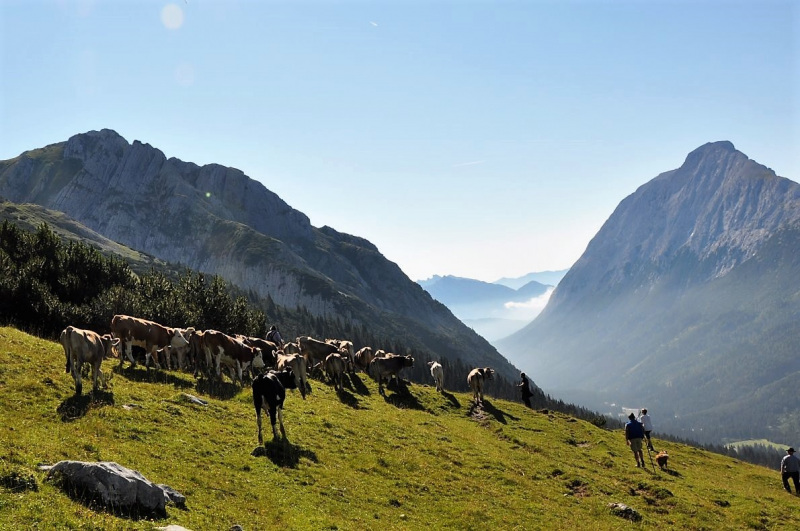 Hochfeldernalm im Juli 2013 – Viehauftrieb ins Felderer Tal