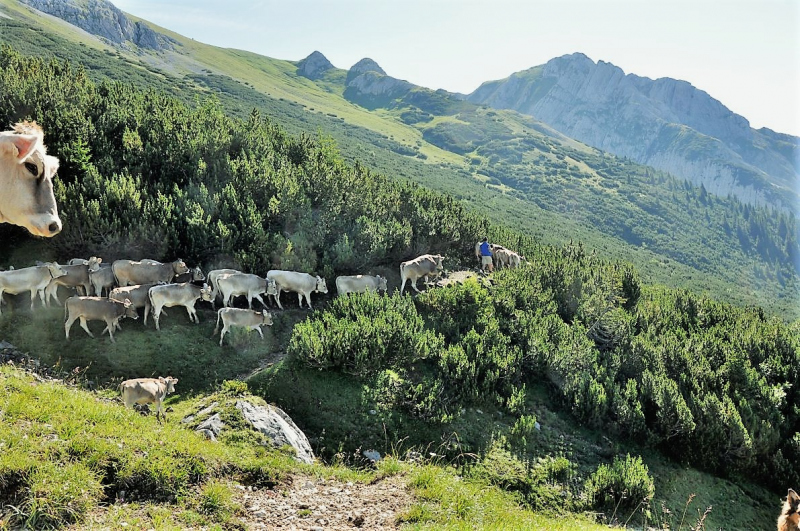 Hochfeldernalm im Juli 2013 – Viehauftrieb ins Felderer Tal