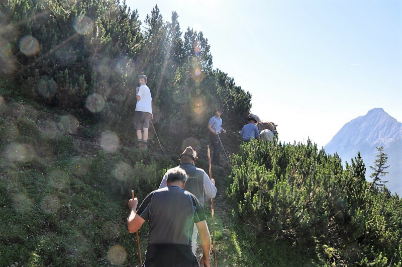 Hochfeldernalm im Juli 2013 – Viehauftrieb ins Felderer Tal