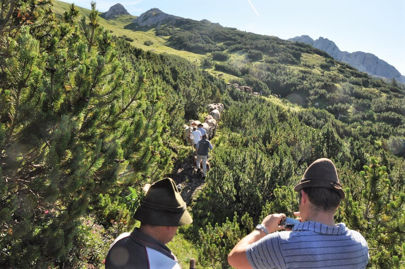 Hochfeldernalm im Juli 2013 – Viehauftrieb ins Felderer Tal