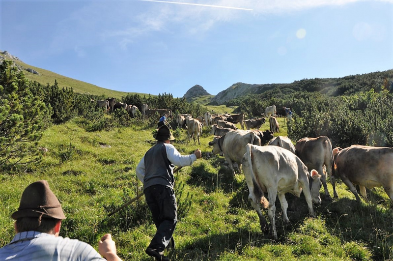 Hochfeldernalm im Juli 2013 – Viehauftrieb ins Felderer Tal