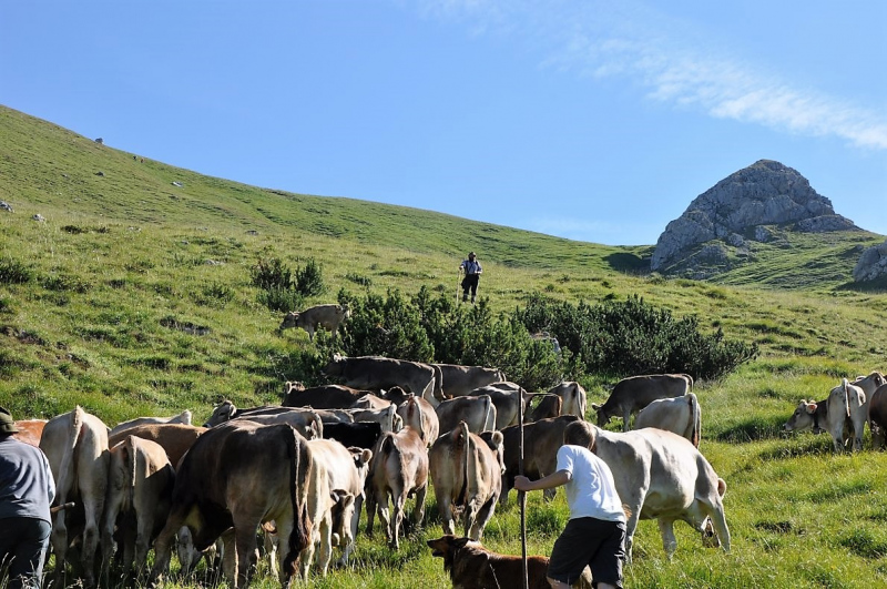 Hochfeldernalm im Juli 2013 – Viehauftrieb ins Felderer Tal