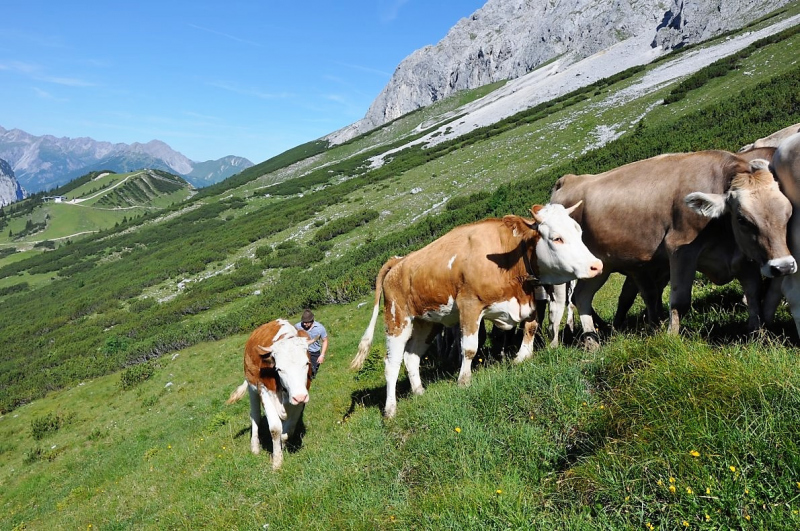 Hochfeldernalm im Juli 2013 – Viehauftrieb ins Felderer Tal