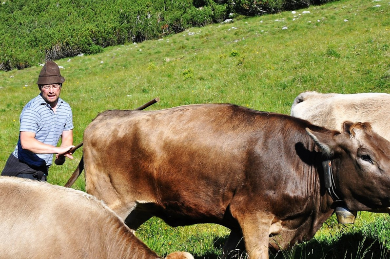 Hochfeldernalm im Juli 2013 – Viehauftrieb ins Felderer Tal