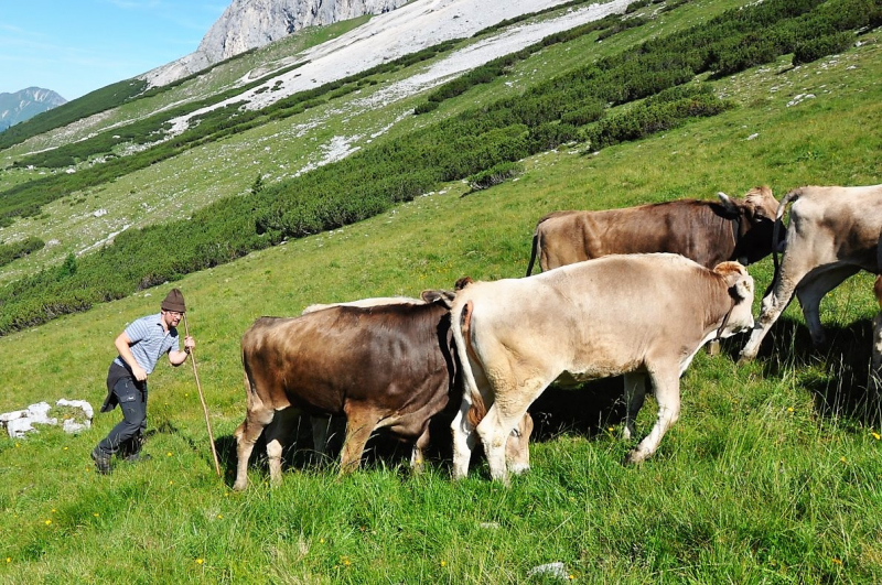 Hochfeldernalm im Juli 2013 – Viehauftrieb ins Felderer Tal