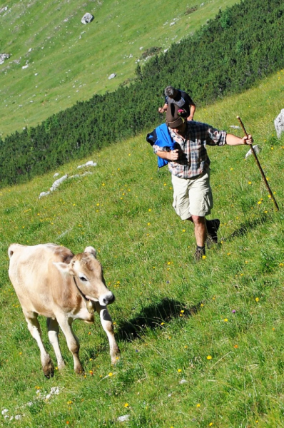 Hochfeldernalm im Juli 2013 – Viehauftrieb ins Felderer Tal